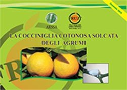 cocciniglia cotonosa solcata