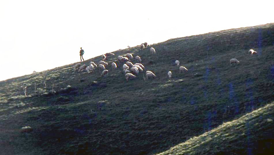pecore crotonese