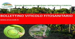 Bollettino viticolo fitosanitario