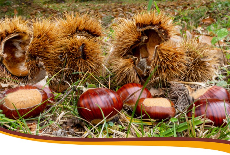 castagne calabresi