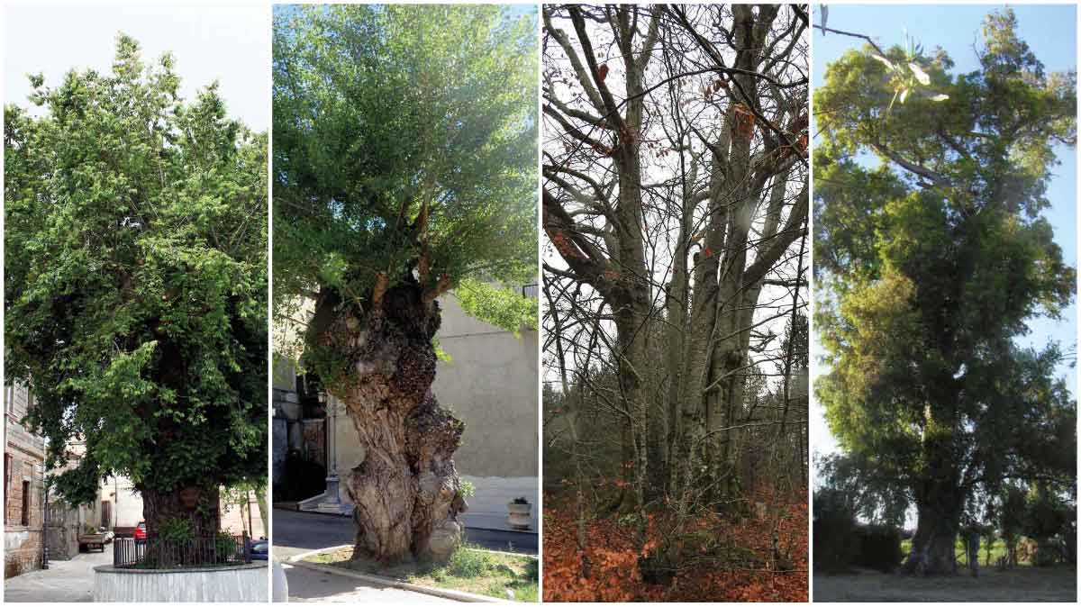 alberi monumentali Calabria