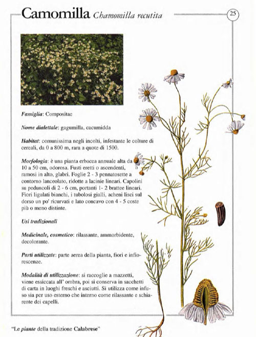 camomilla-piante-tradizionaliweb