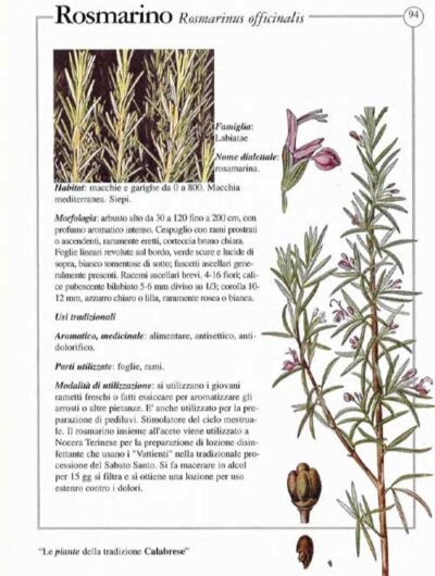 rosmarino-piante tradizionali web