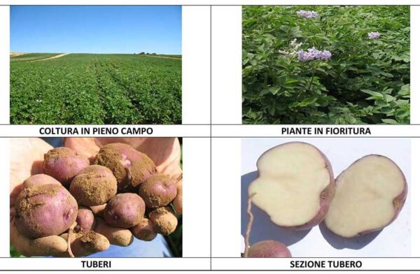 foto-patata-biodiversità-web