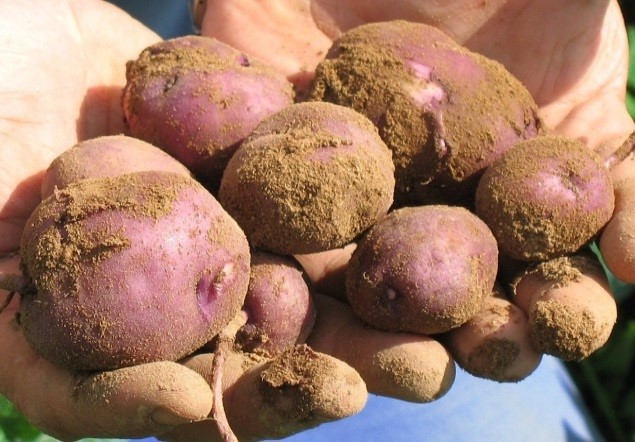 patata viola calabrese