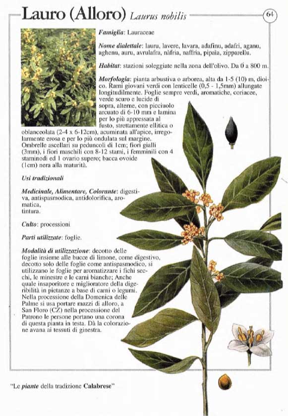 Piante officinali in Calabria: alloro - ARSAC Servizi in Agricoltura  Calabria