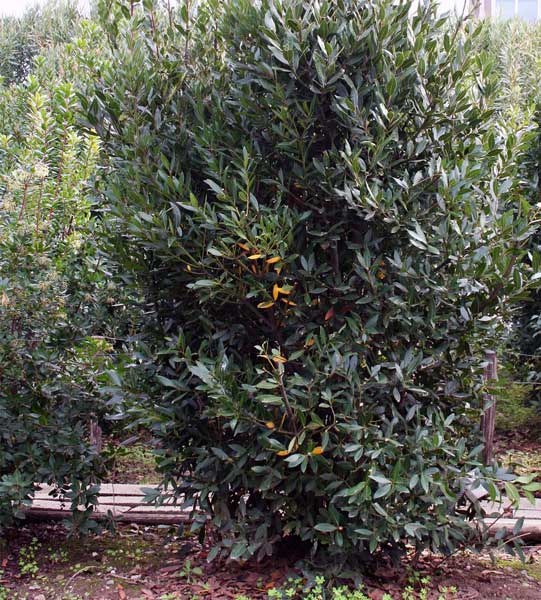 Piante officinali in Calabria: alloro - ARSAC Servizi in Agricoltura  Calabria