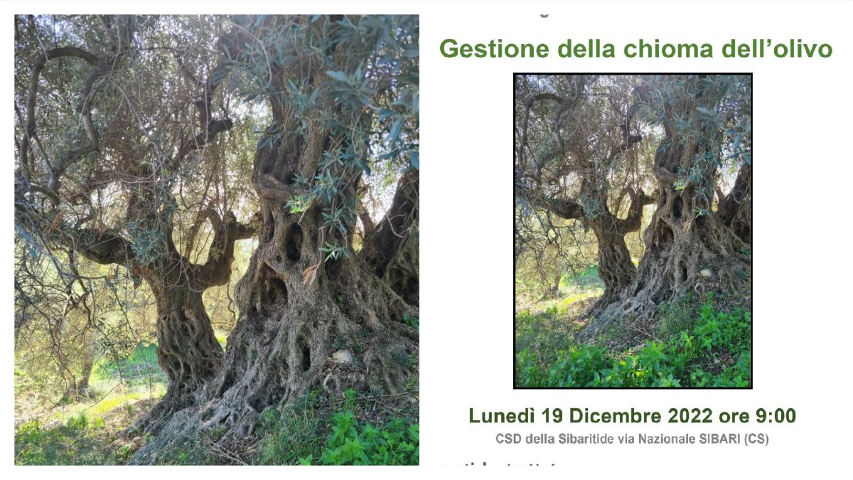 chioma olivo