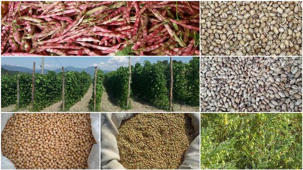 ALCUNI-ECOTIPI-DI-LEGUMI-STUDIATI-E-RILANCIATI-DALL'ARSAC