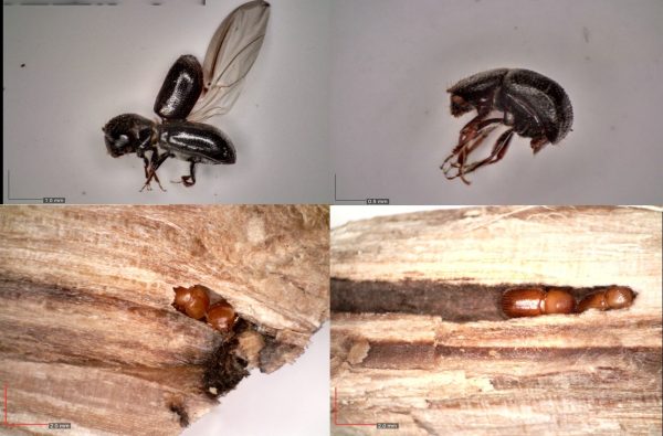 Anisandrus dispar-foto