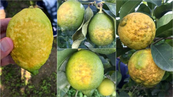 Il raggrinzimento della buccia