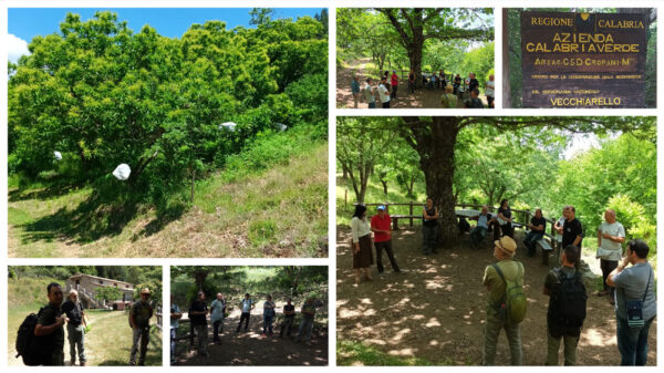 Collage_vecchiarello-web