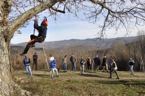 Potatura castagno (6)