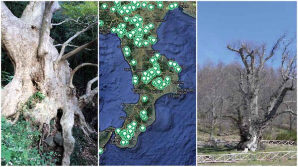 alberi-monumentali-calabria-web-home