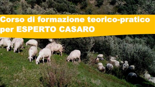 banner-corso-casaro
