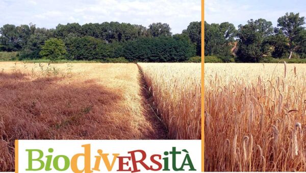 biodiversità-cereali
