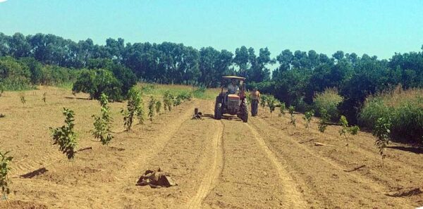 campo-bergamotto-CSD-Mirto-web