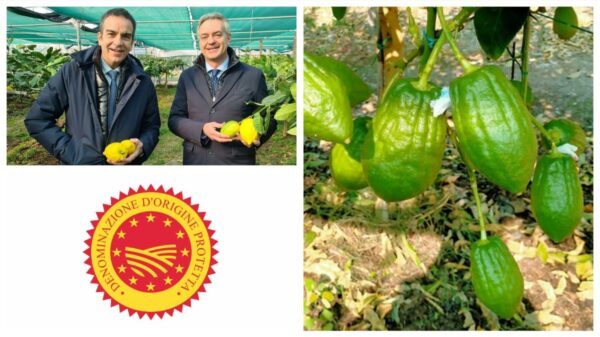 cedro dop