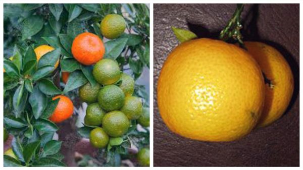 chinotto