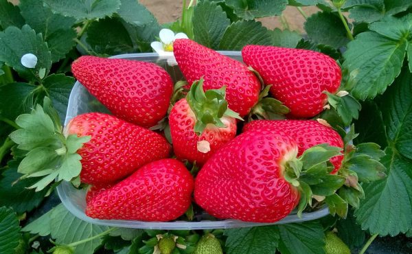 fragola 3 copia