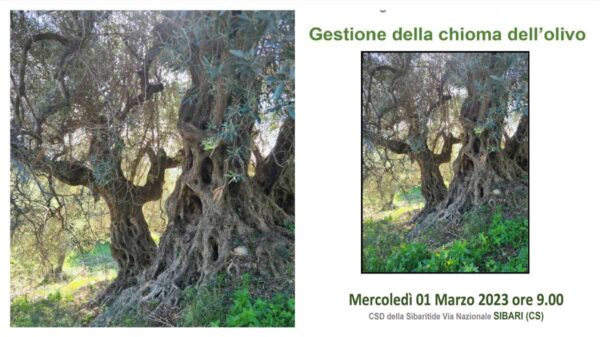 gestione-chioma-olivo-01-marzo