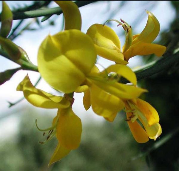 ginestra-web-1
