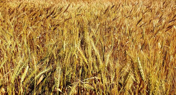 grano rosia greco