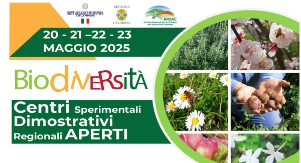 home csd aperti 2025
