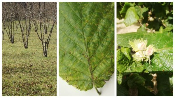 necrosi batterica nocciolo