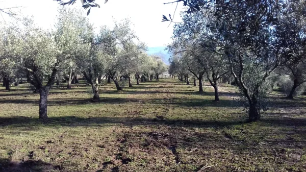 oliveto