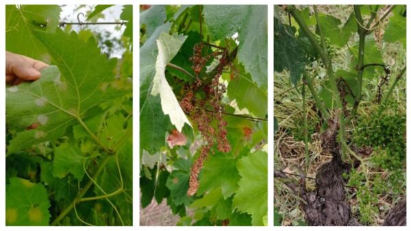 peronospora vite cirò