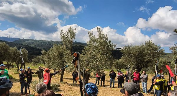 potatura-olivo-2026-camp